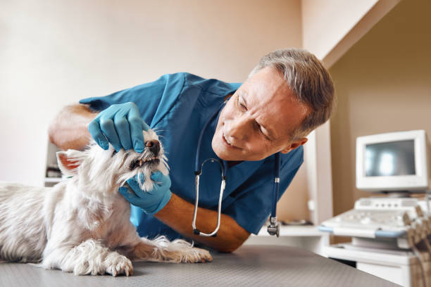 Best Same-Day Emergency Dental Services in Roberts, WI